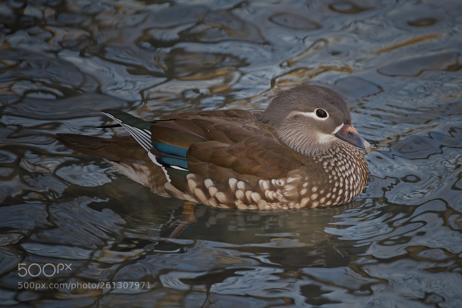 Canon EOS 6D sample photo. Mandarin duck 6844 photography