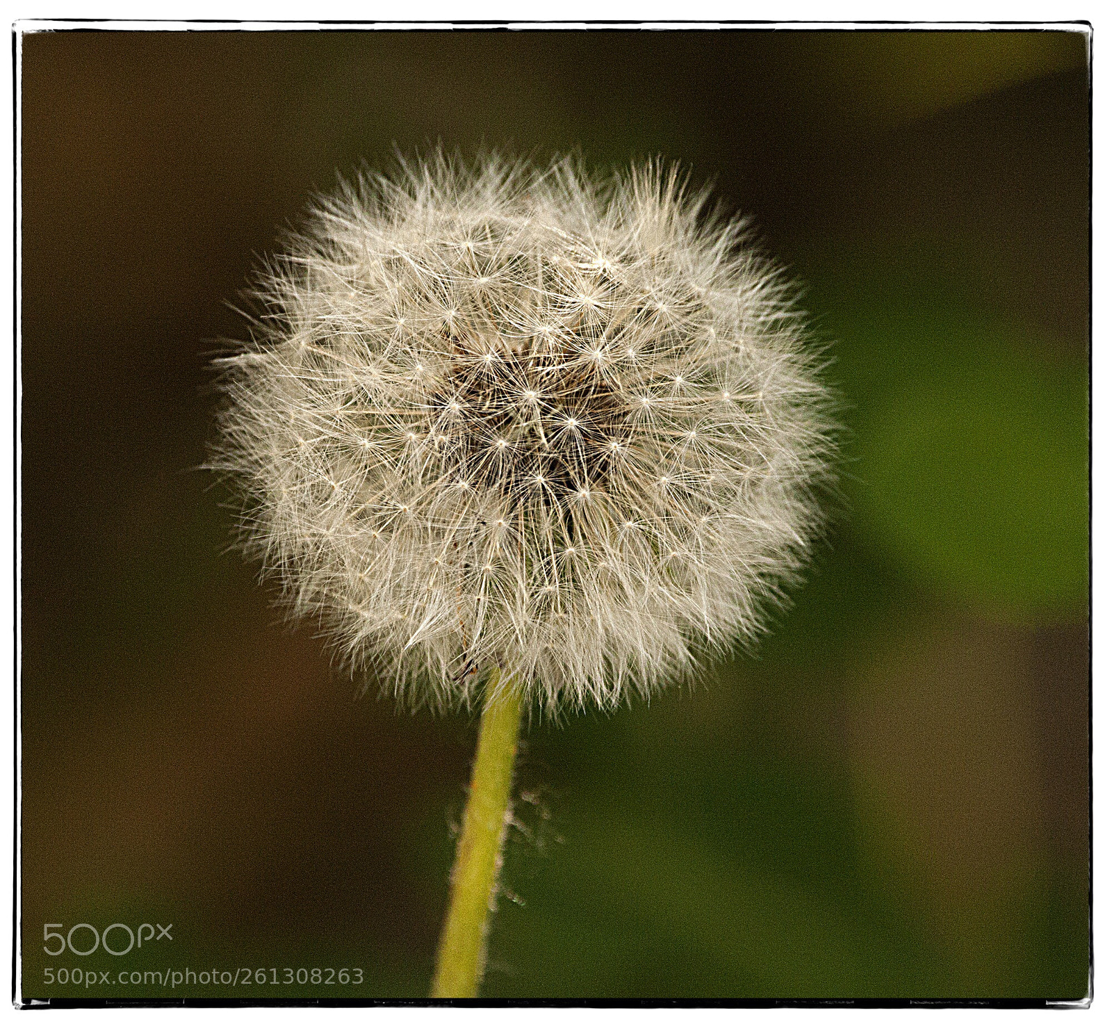 Canon EOS 40D sample photo. Dandelion seeds. photography