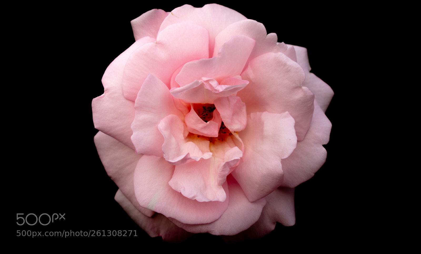 Nikon D3400 sample photo. Flower photography