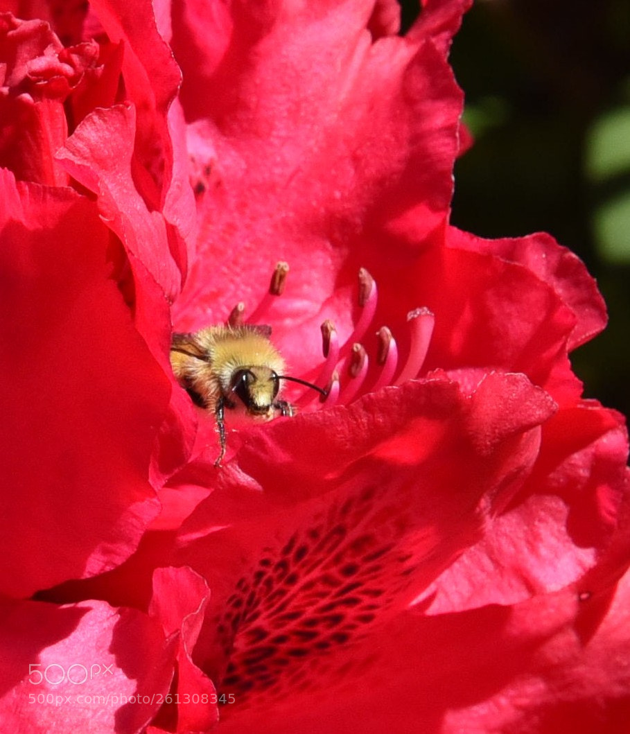 Nikon D750 sample photo. Bee in rhododrendron photography