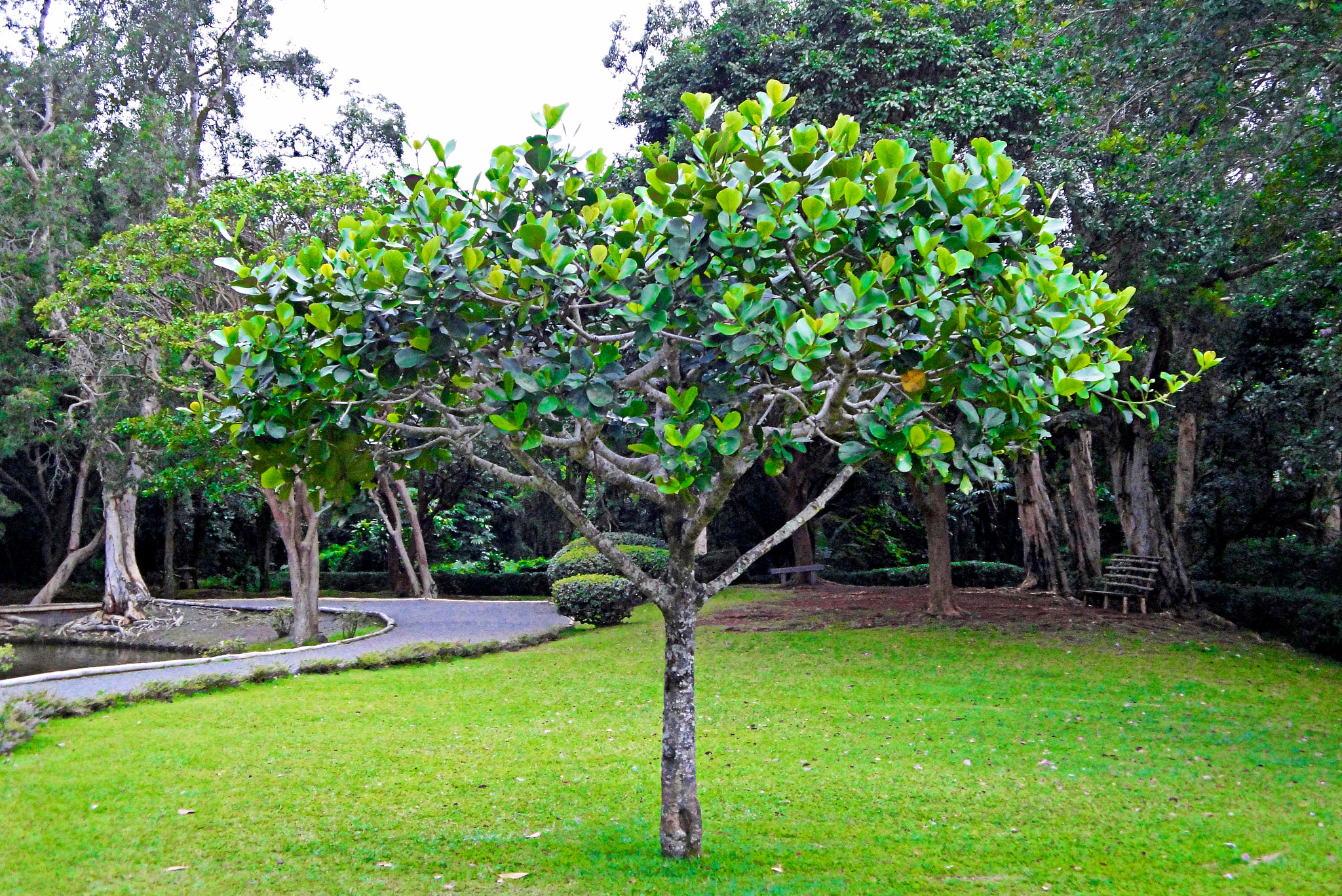 Sony Cyber-shot DSC-W290 sample photo. Byodo in temple grounds study 1 photography