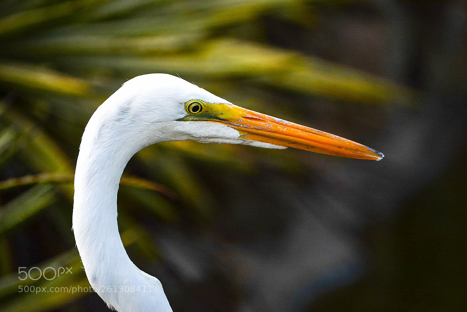 Nikon D7100 sample photo. Animal portrait photography