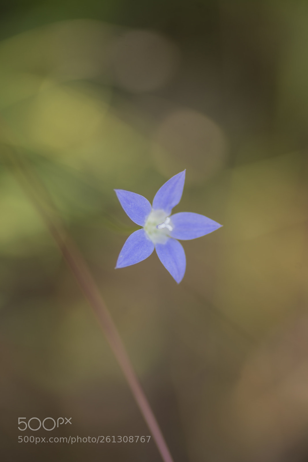 Nikon D600 sample photo. Purple flower photography