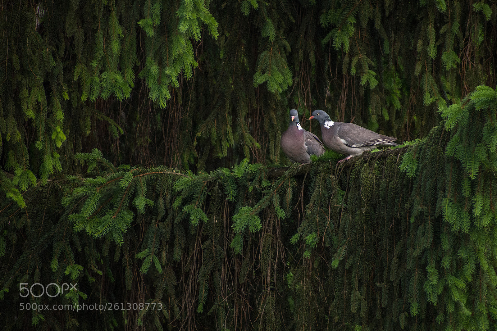 Nikon D850 sample photo. Columba palumbus photography