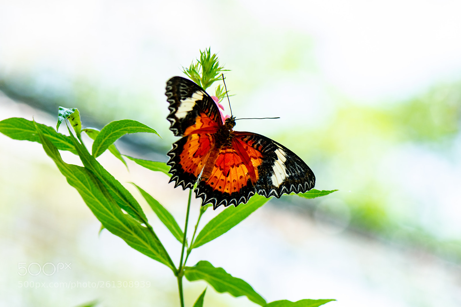 Nikon D7200 sample photo. Butterfly photography
