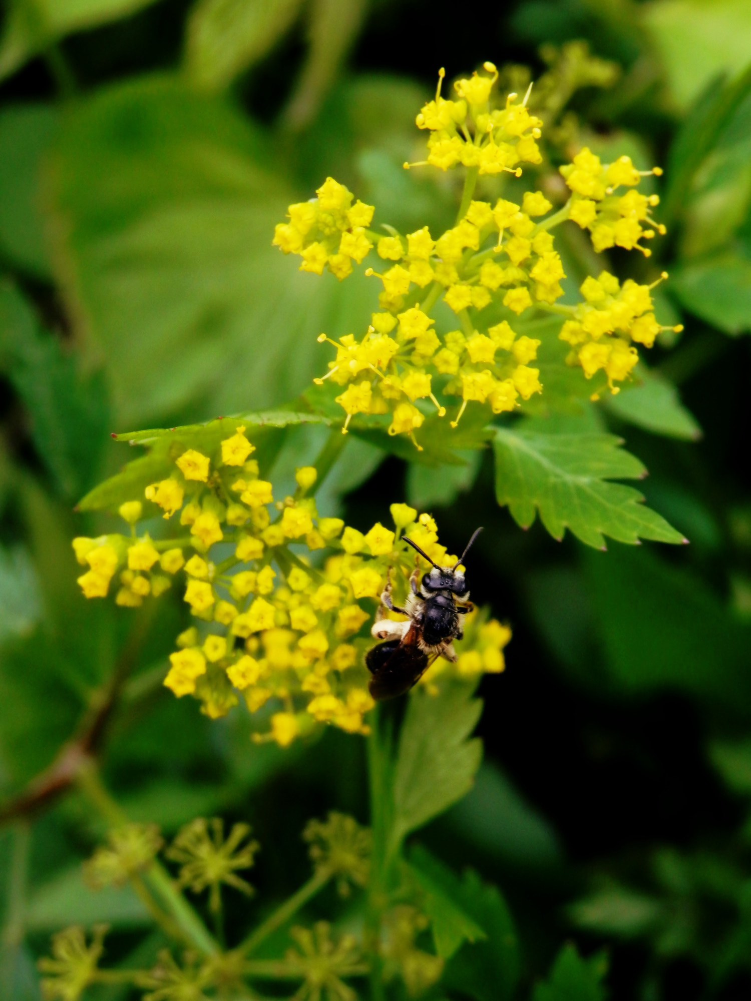 Olympus SZ-12 sample photo. Pollinator photography