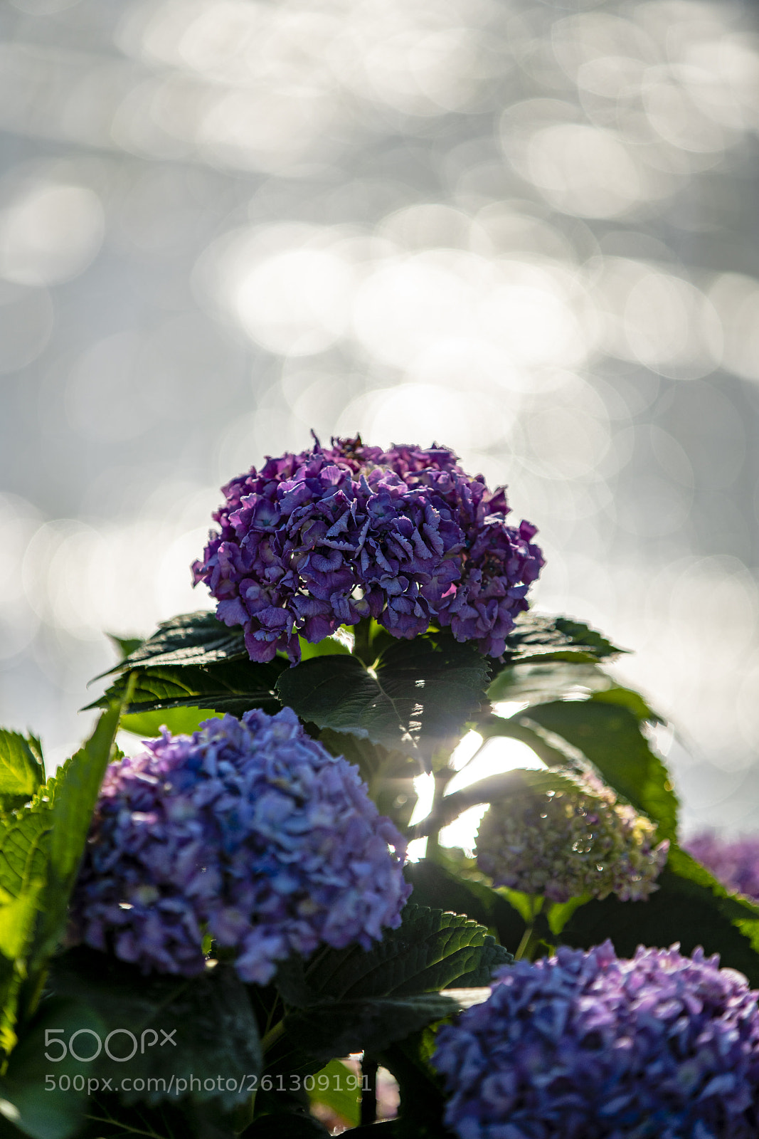 Sony a7R III sample photo. Reflections (aisai no sato 4) photography