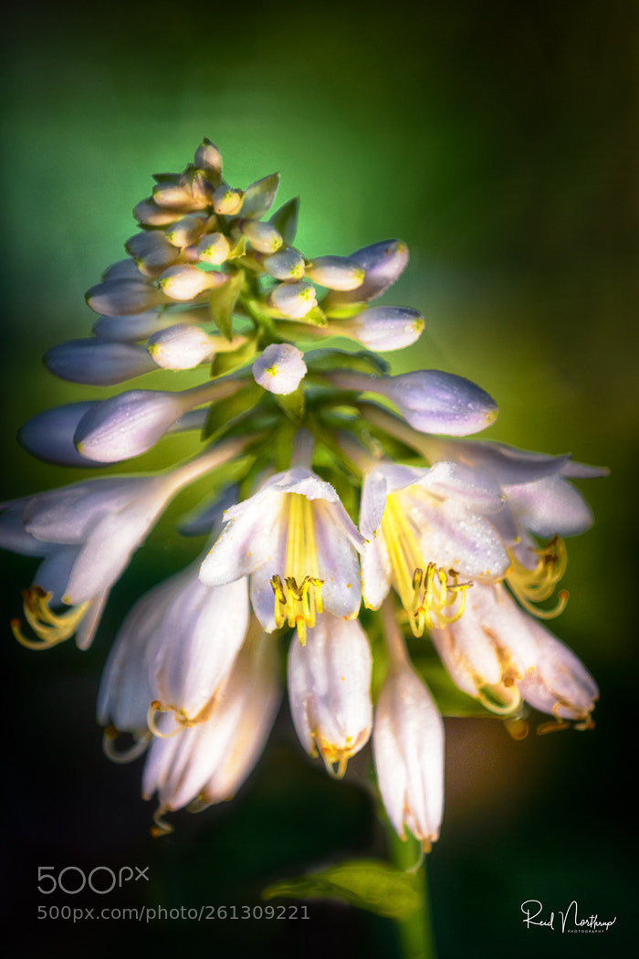Nikon D850 sample photo. Flowers rocket photography