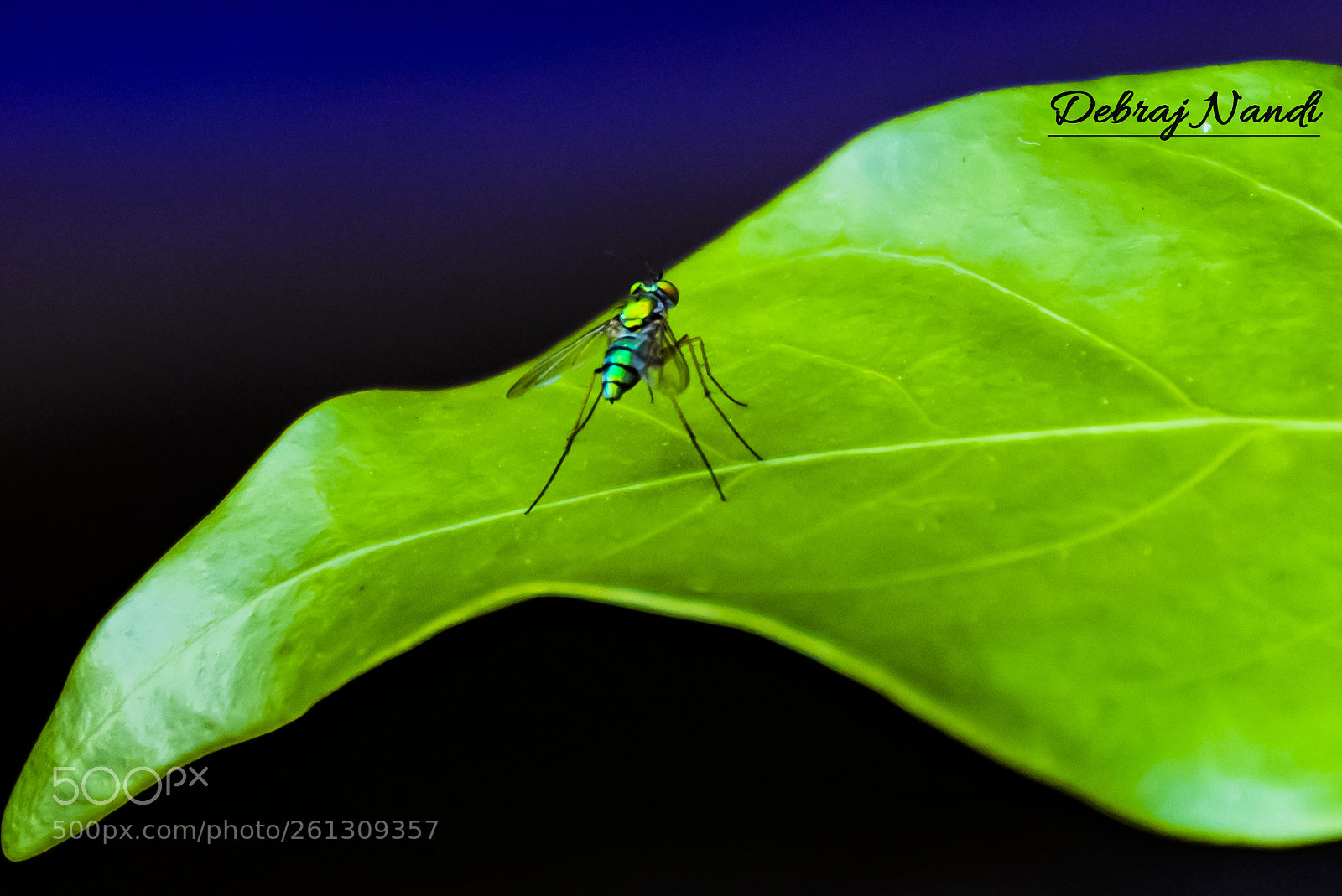 Nikon D7200 sample photo. The fly photography