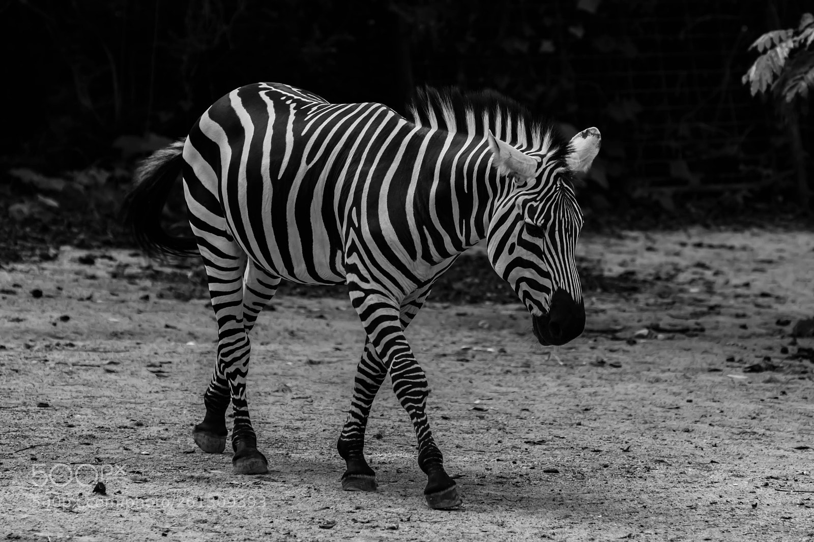 Nikon D7200 sample photo. Black & white photography