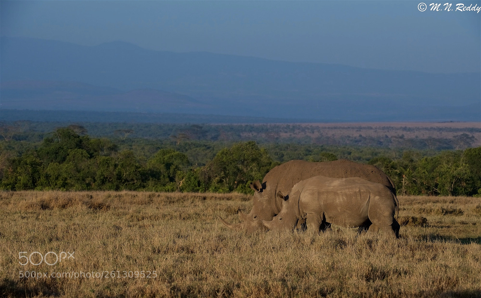 Nikon D5 sample photo. White rhino's - grazing photography