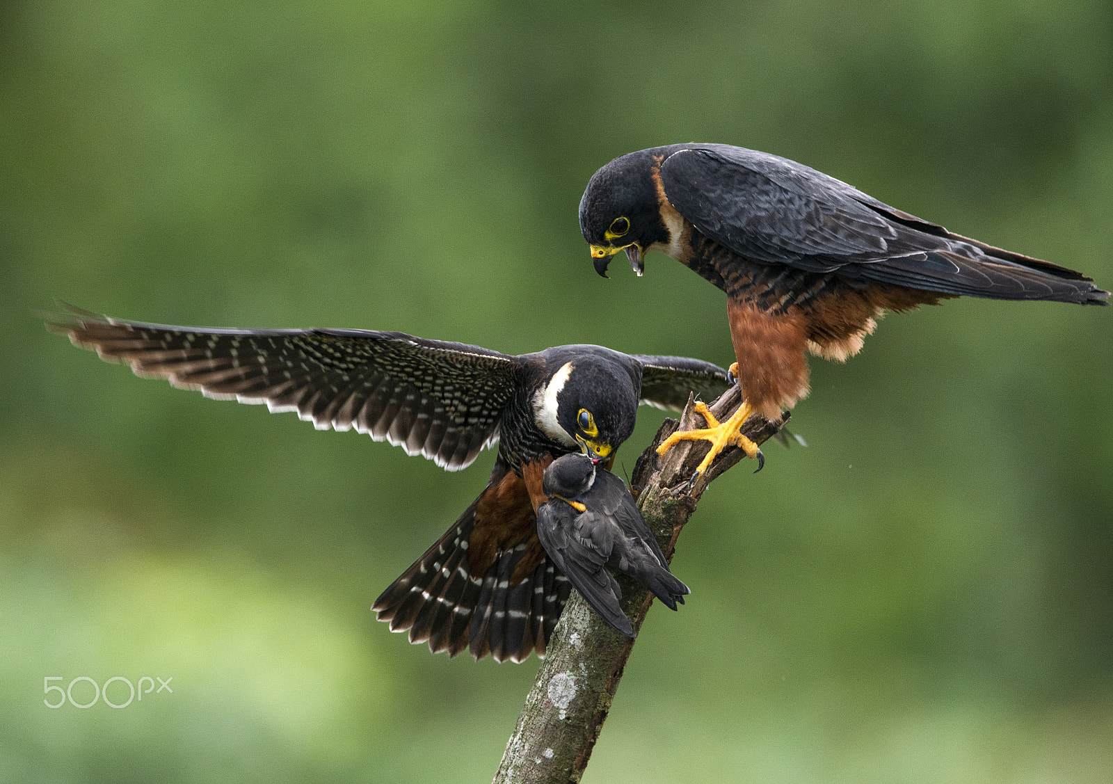 Sony a99 II sample photo. Bat falcon male feeding the female photography