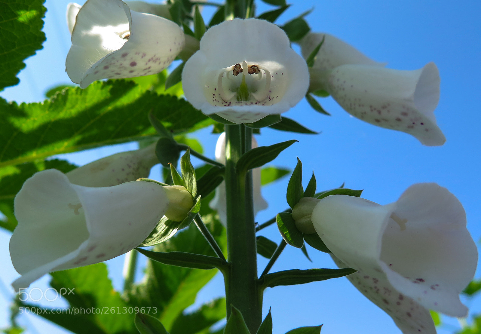 Canon PowerShot G16 sample photo. White foxgloves photography