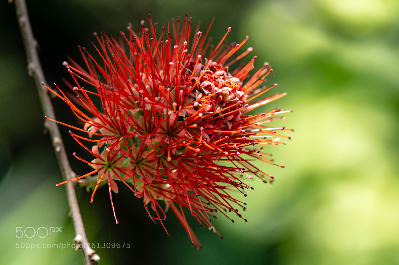 Nikon D7200 sample photo. Flower photography