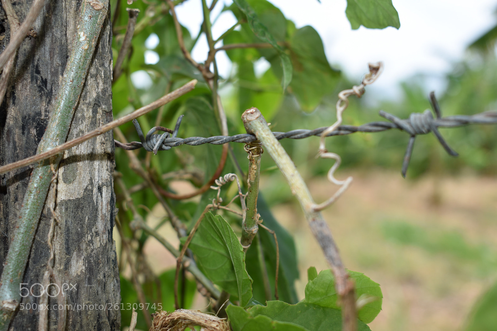 Nikon D3400 sample photo. Wire photography