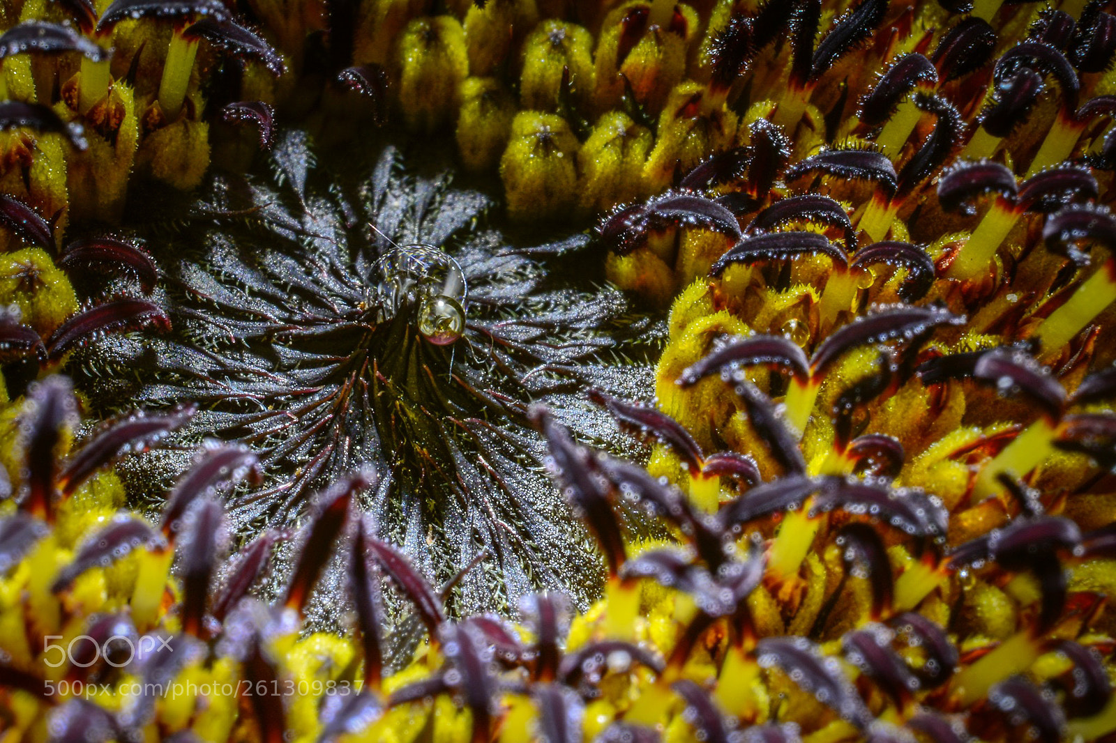 Nikon D7100 sample photo. Sunflower macro photography