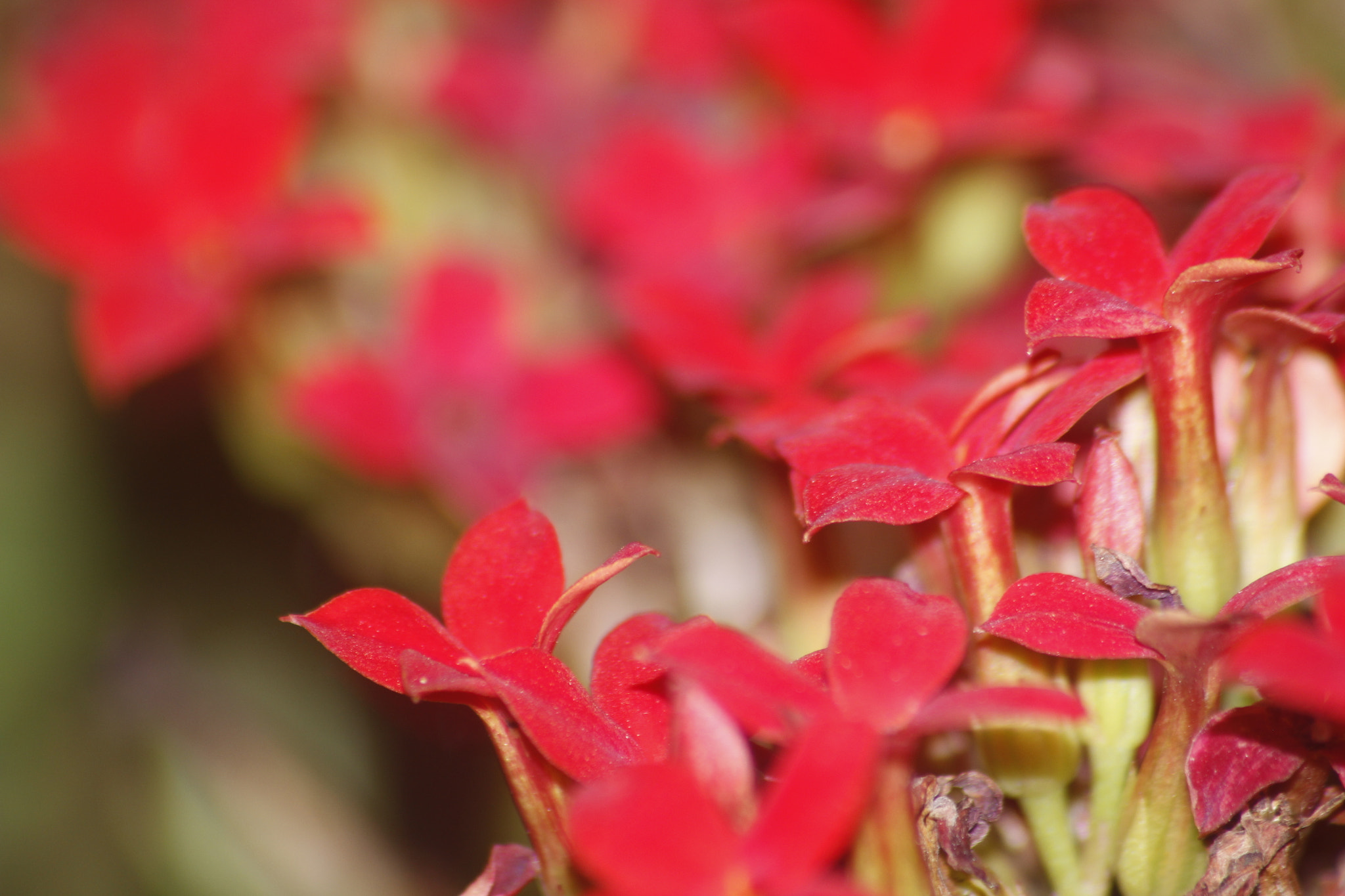 Sigma 70-300mm F4-5.6 APO DG Macro sample photo. Flowers photography