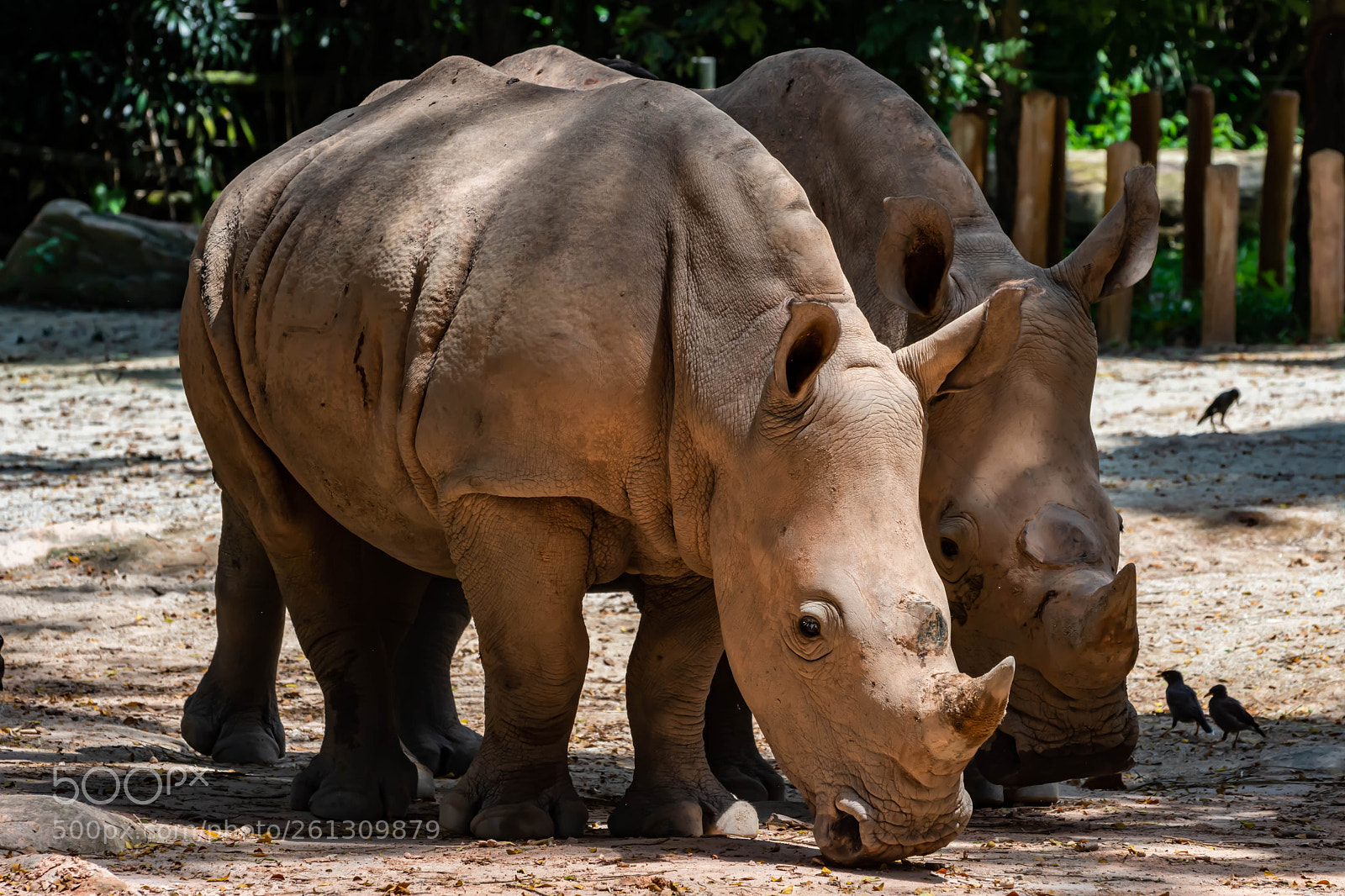 Nikon D7200 sample photo. Rhino photography