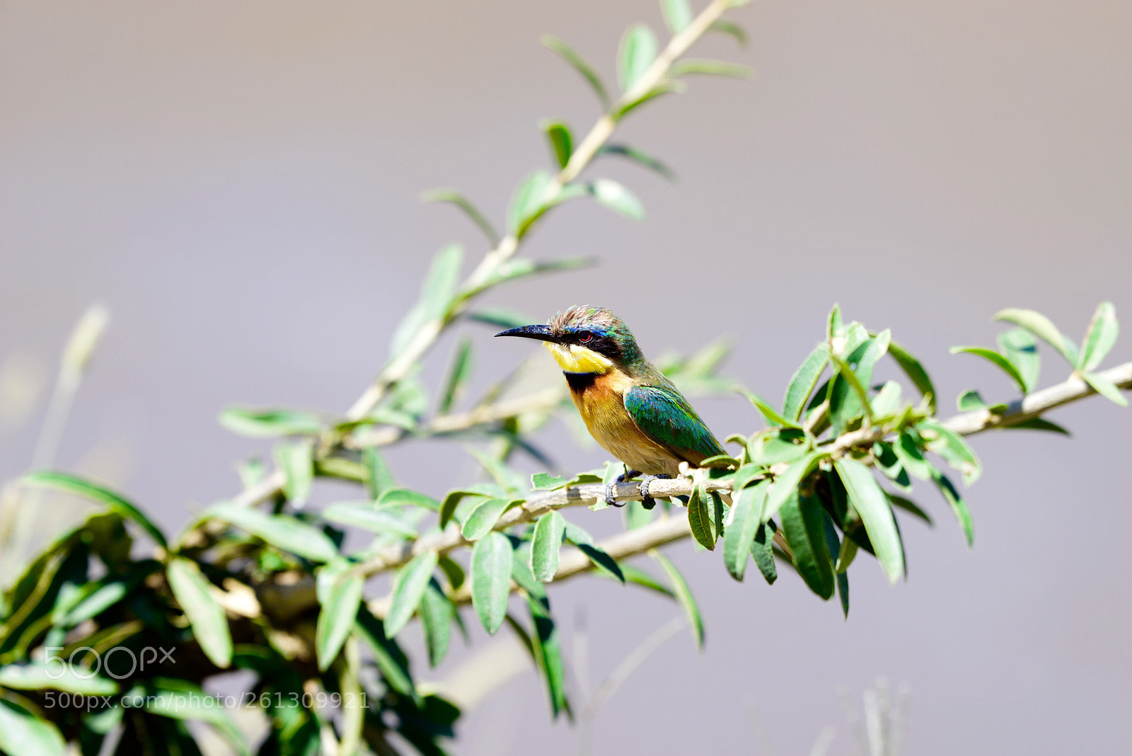 Nikon D800 sample photo. Bee eater @mara river photography