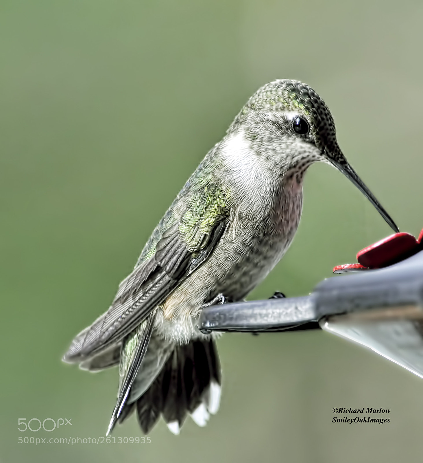 Nikon D5000 sample photo. Hummingbird photography