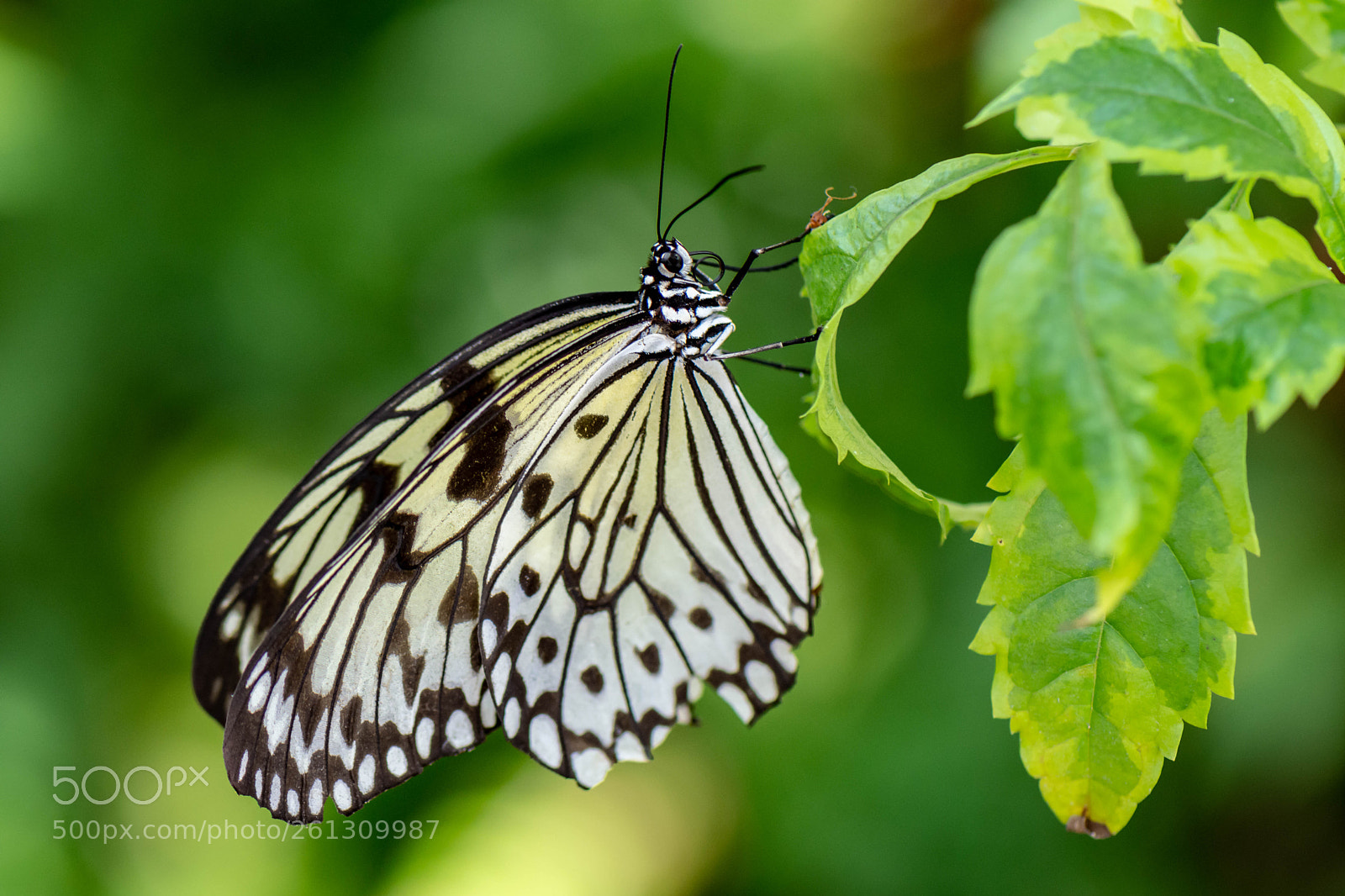 Nikon D7200 sample photo. Butterfly photography
