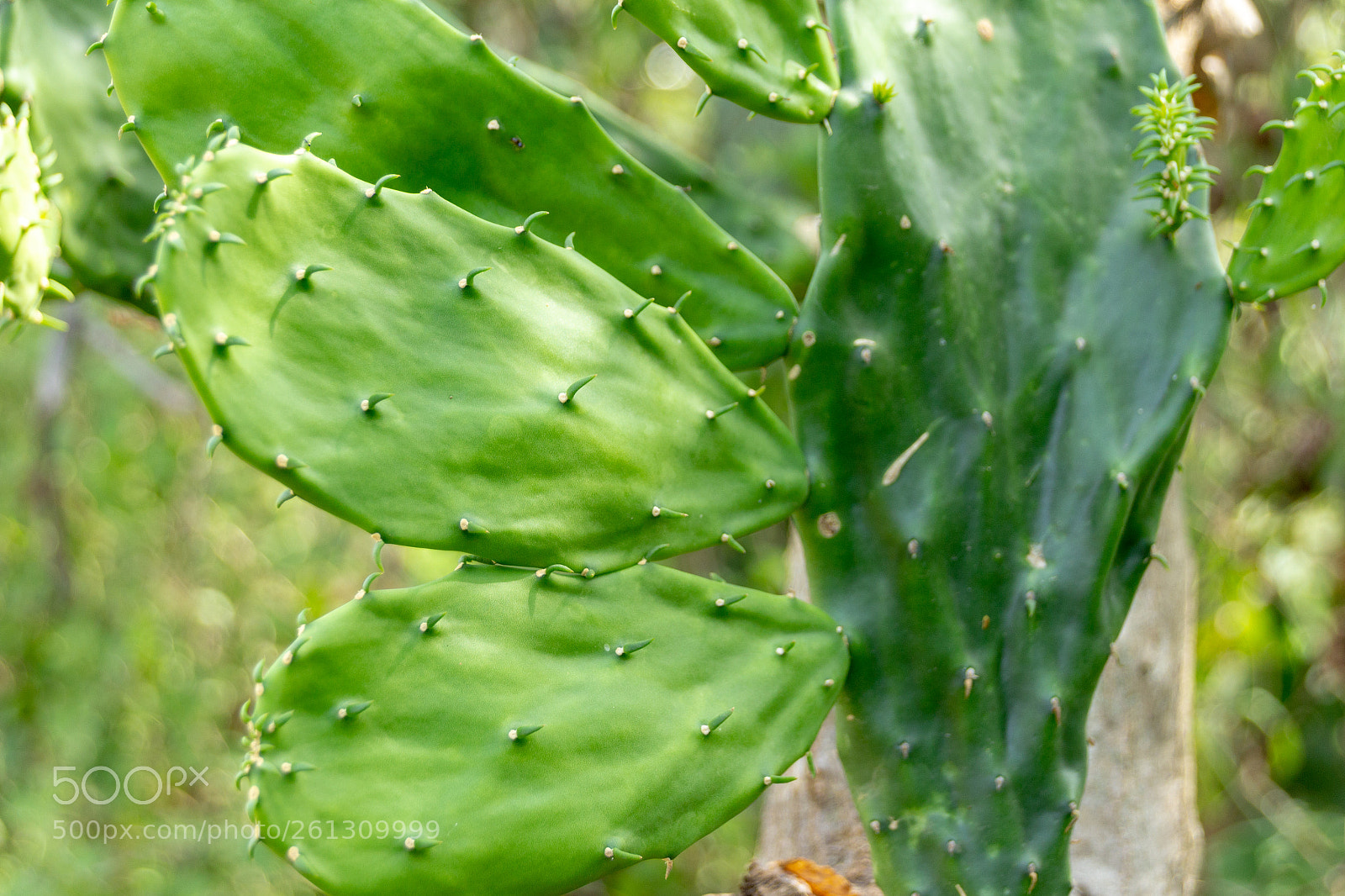 Canon EOS 1200D (EOS Rebel T5 / EOS Kiss X70 / EOS Hi) sample photo. Green cactus plant detail photography