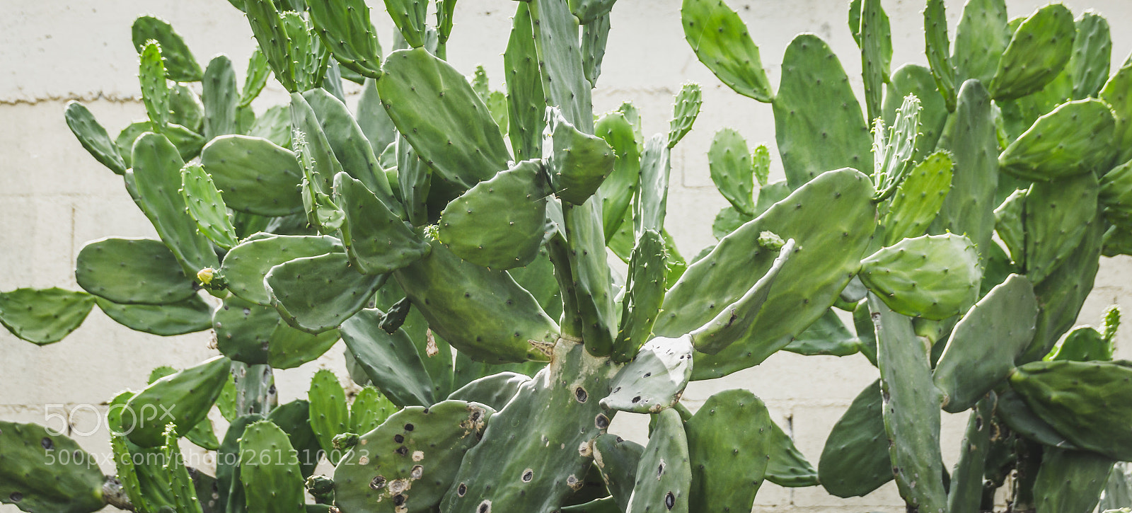 Canon EOS 1200D (EOS Rebel T5 / EOS Kiss X70 / EOS Hi) sample photo. Green cactus plant detail photography