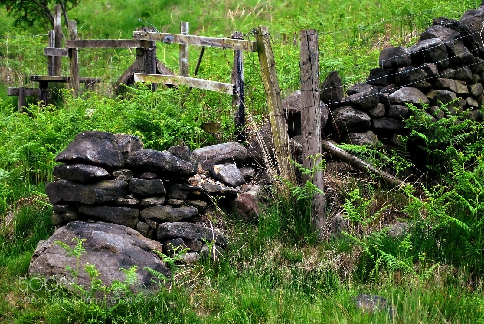 Nikon D3000 sample photo. Rock  on  wood photography