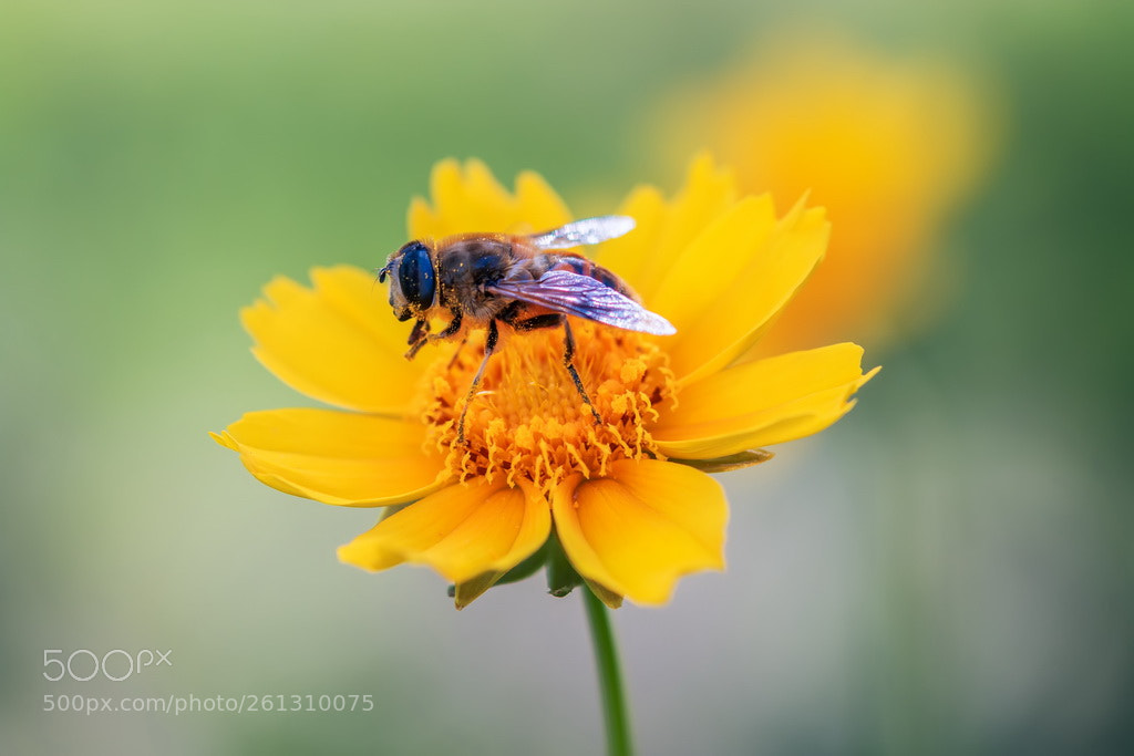 Canon EOS 70D sample photo. Bee photography