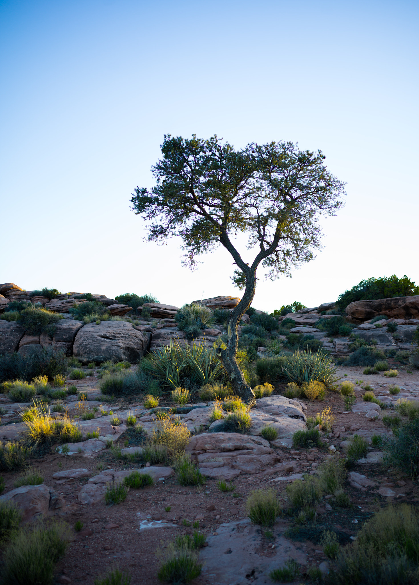 Hasselblad X1D-50c sample photo