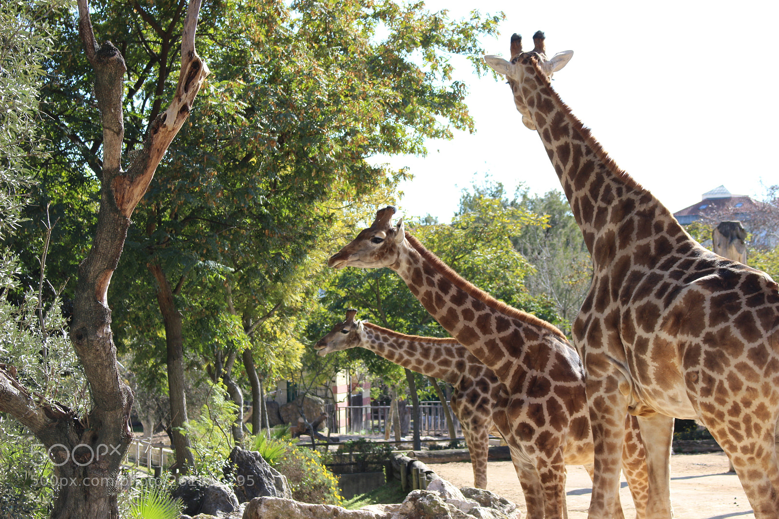 Canon EOS 100D (EOS Rebel SL1 / EOS Kiss X7) sample photo. The three giraffes photography