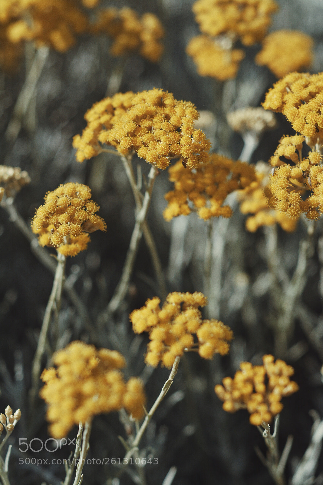 Nikon D5200 sample photo. Flowers of sun photography