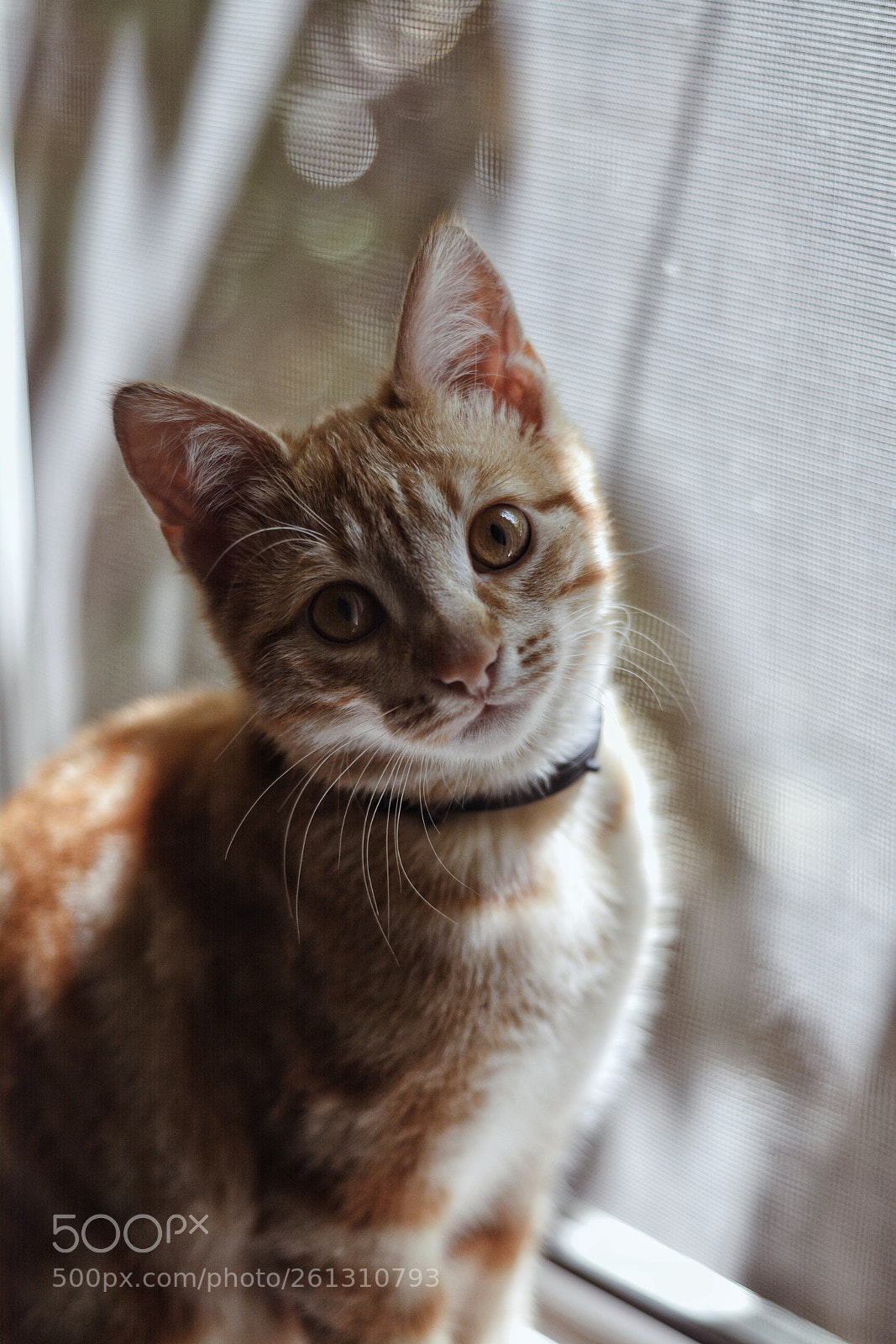 Nikon D5200 sample photo. Baby cat photography