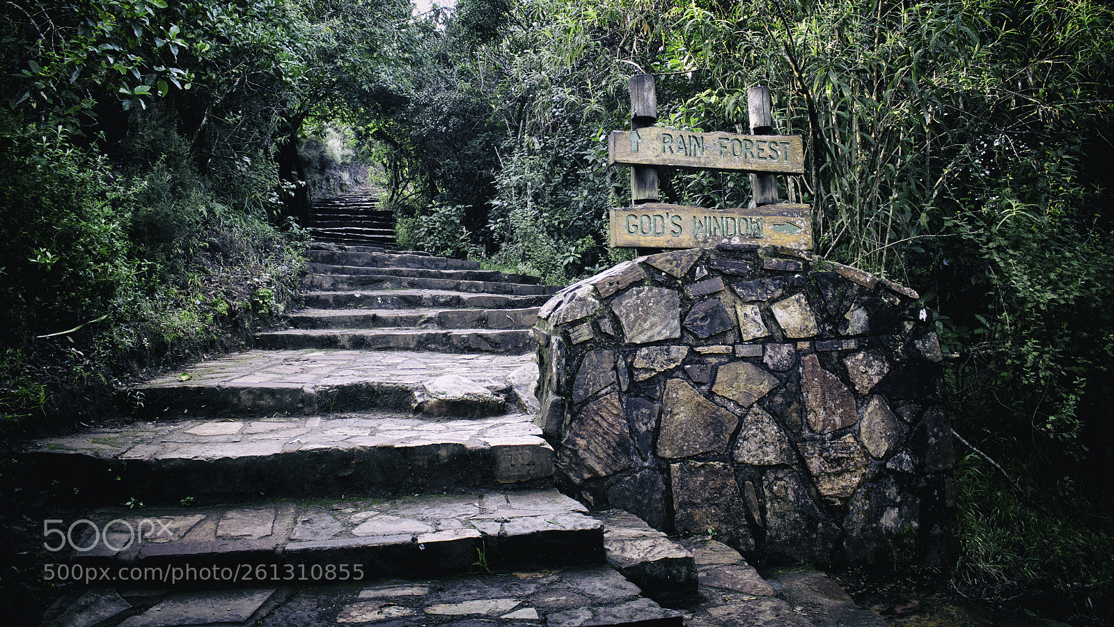Canon EOS 750D (EOS Rebel T6i / EOS Kiss X8i) sample photo. Rain forest or god's photography