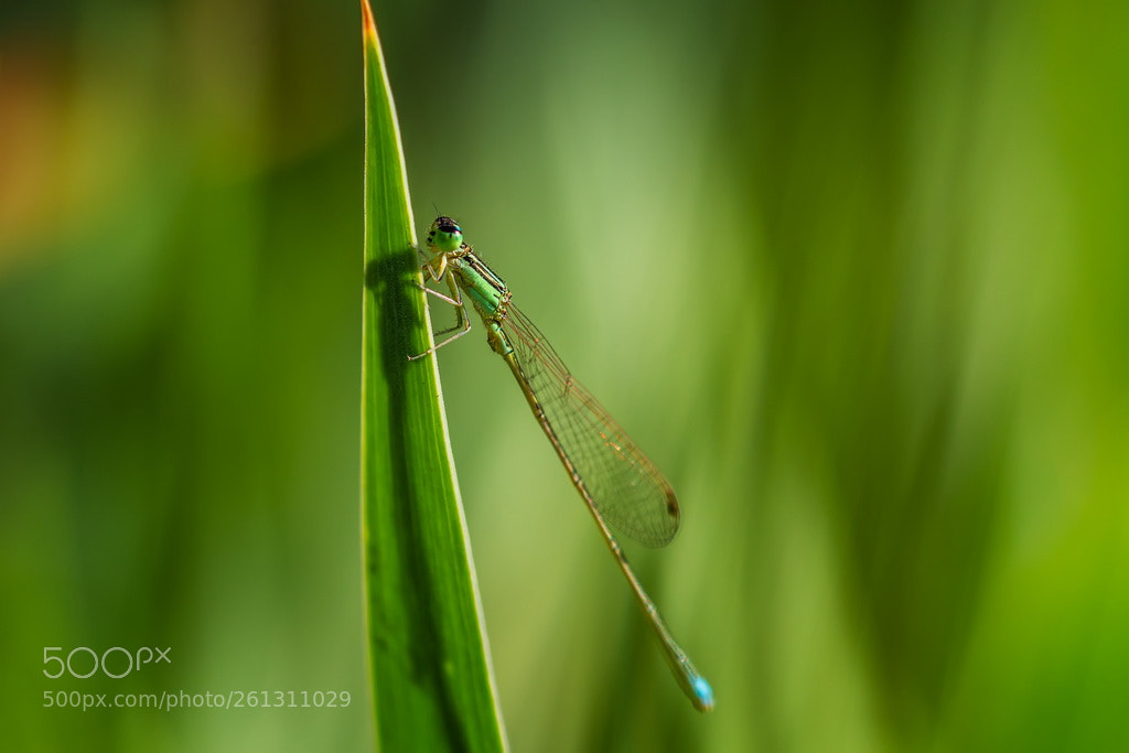 Canon EOS 70D sample photo. Dragonfly photography