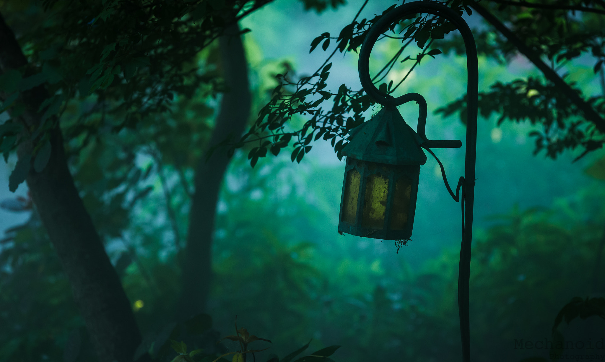 Canon EOS-1D C sample photo. Lantern in the mist photography