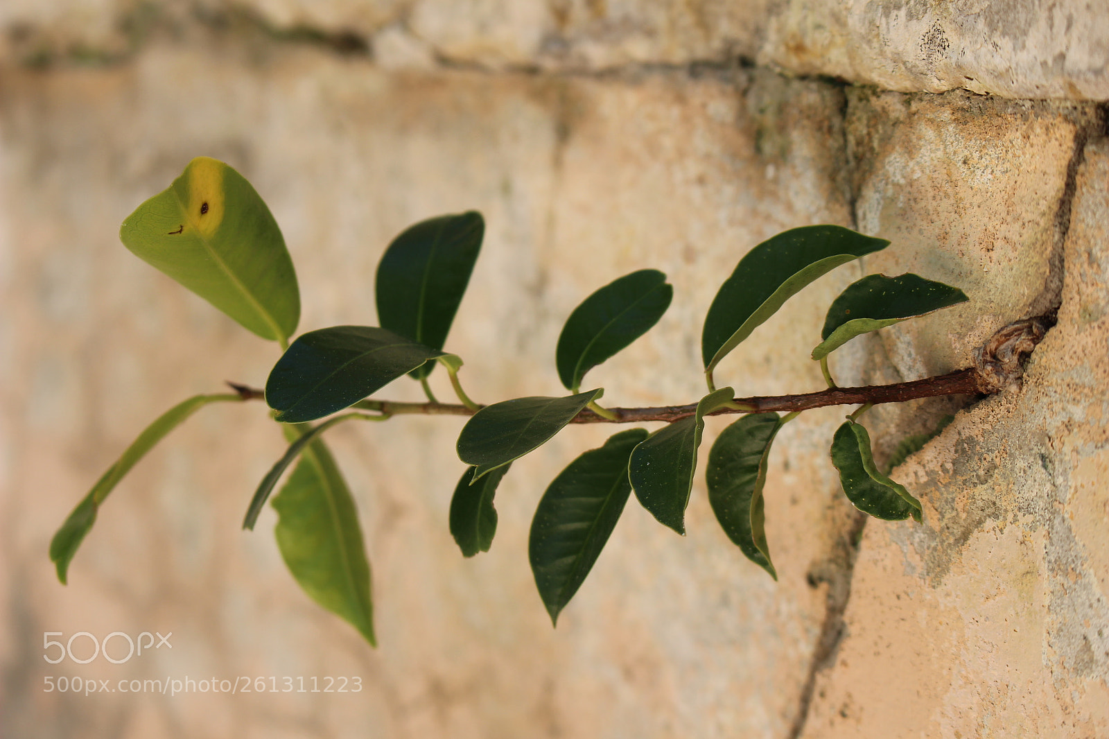 Canon EOS 100D (EOS Rebel SL1 / EOS Kiss X7) sample photo. Nature power photography