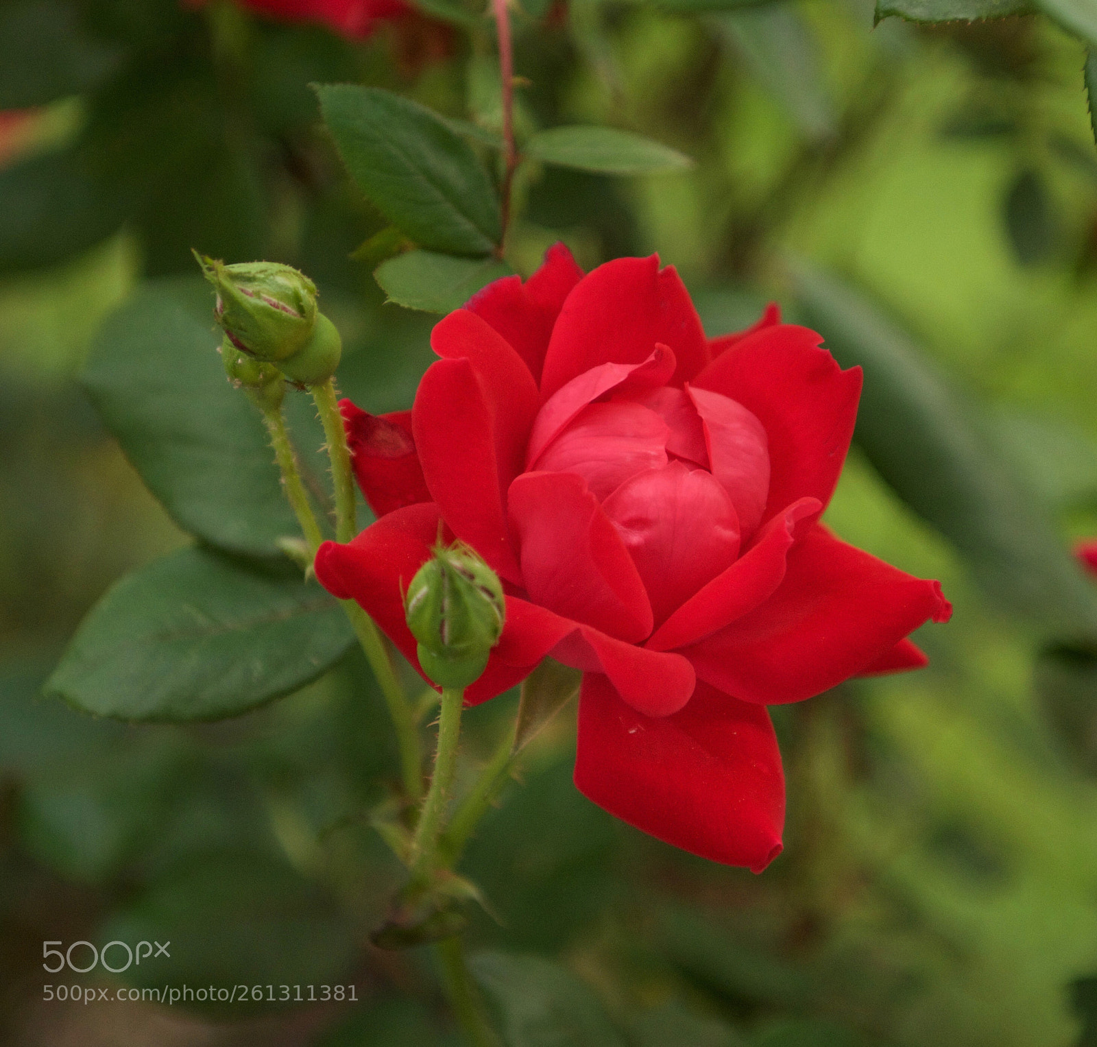 Nikon D810 sample photo. Backyard roses photography