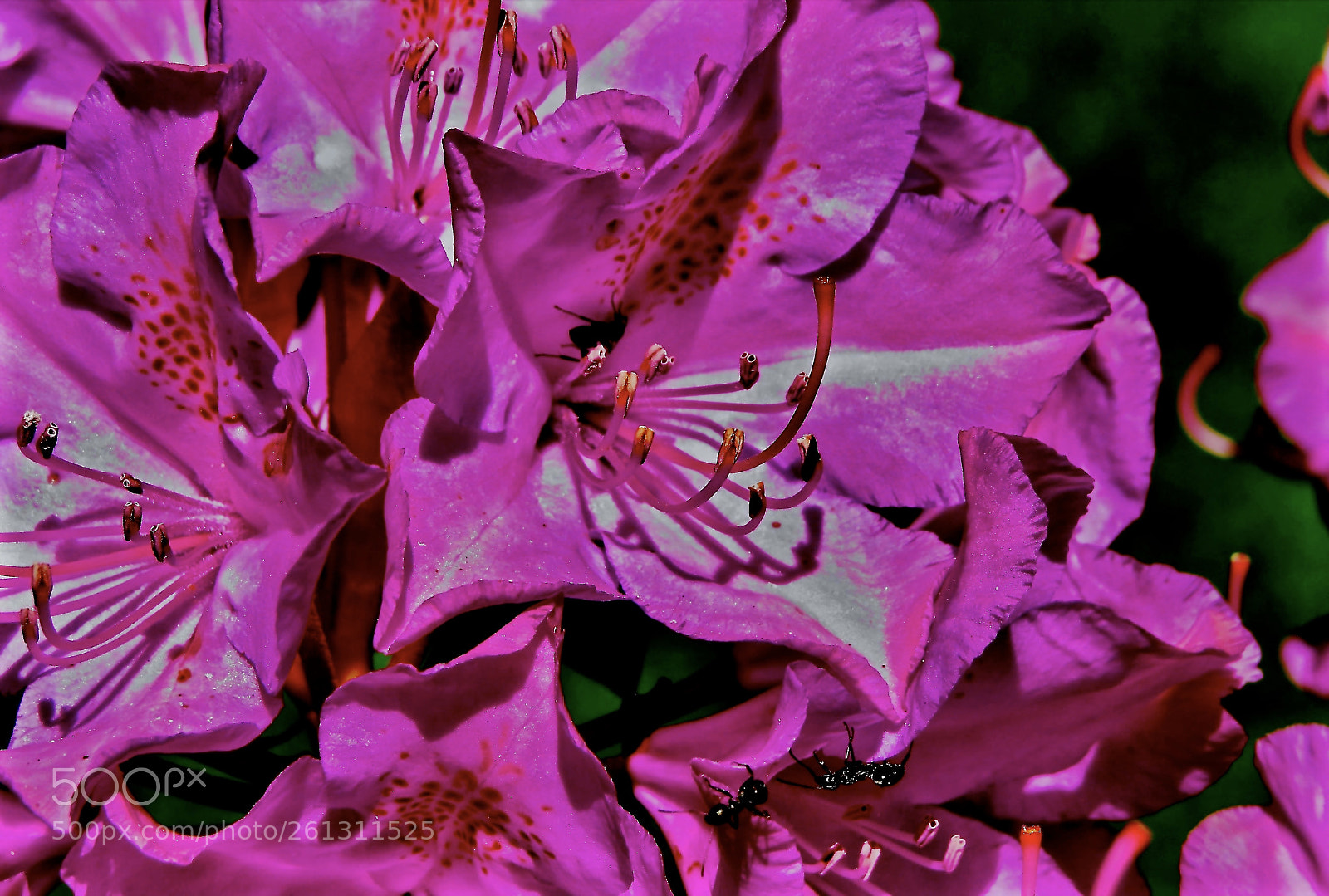 Canon PowerShot SX50 HS sample photo. Rhododendron photography