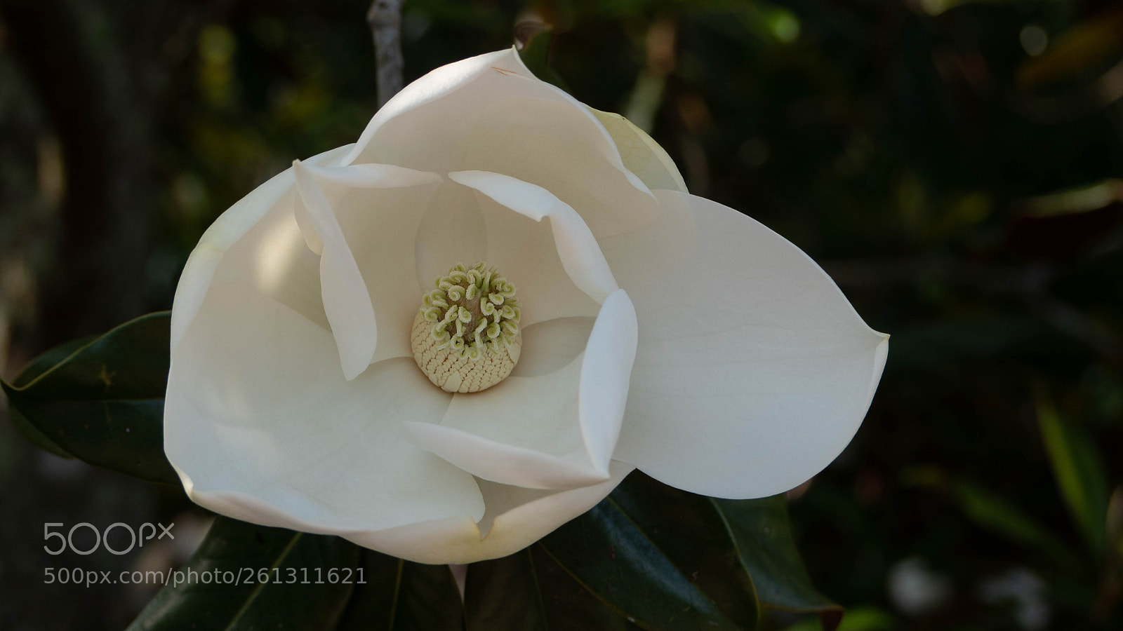 Panasonic Lumix DMC-GH4 sample photo. Bnb photos photography