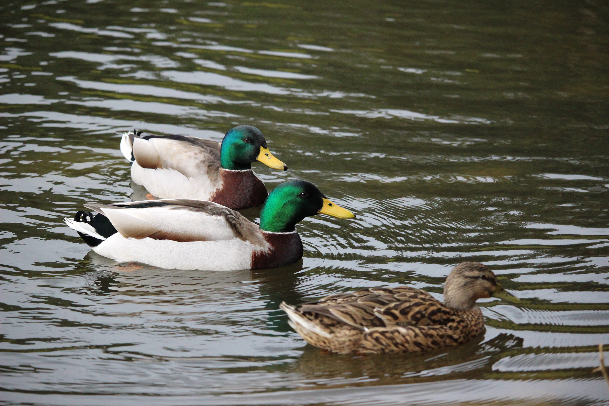 Canon EF-S 55-250mm F4-5.6 IS STM sample photo. Lake photography