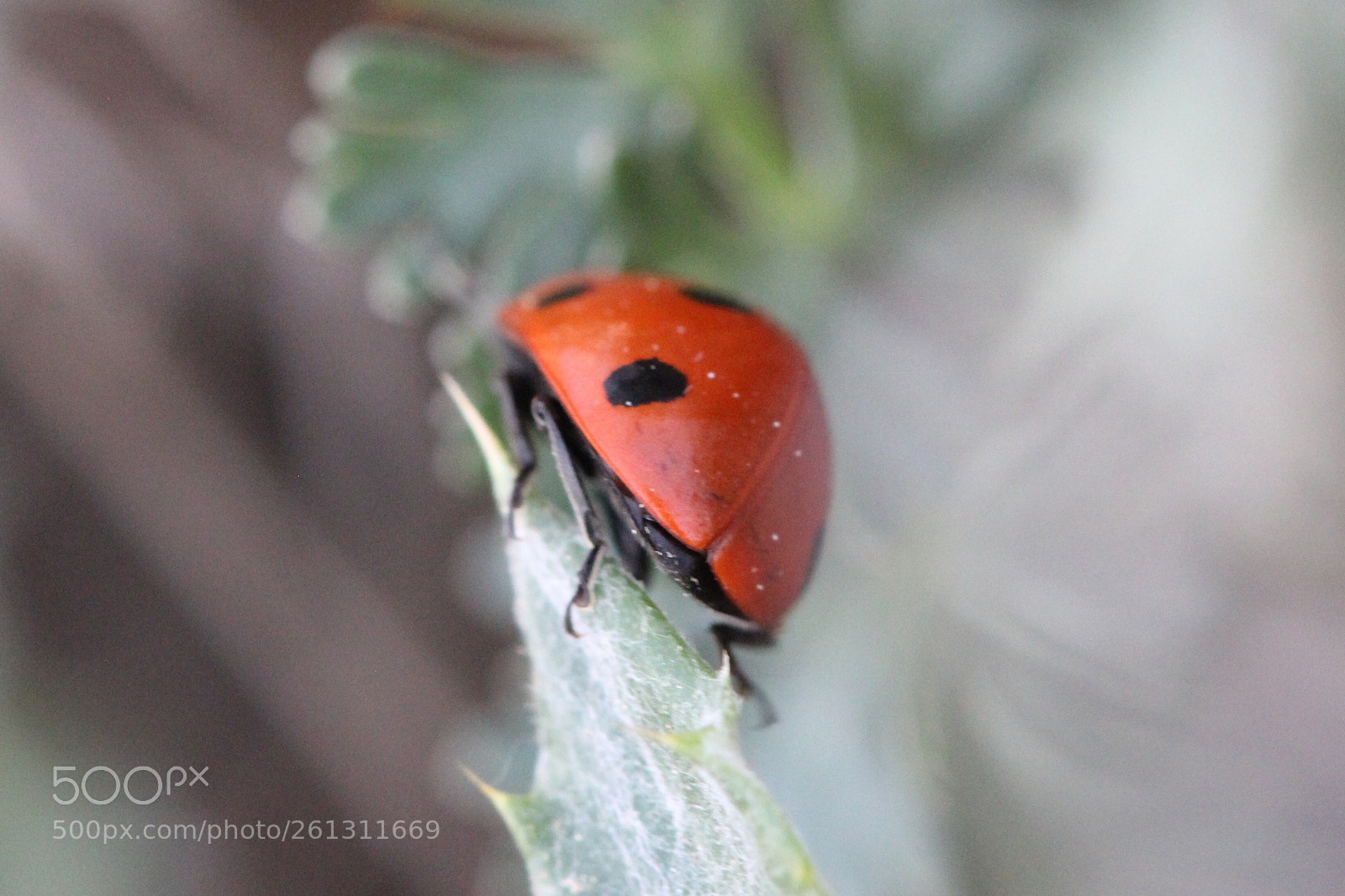 Canon EOS 600D (Rebel EOS T3i / EOS Kiss X5) sample photo. Ladybug butt  photography