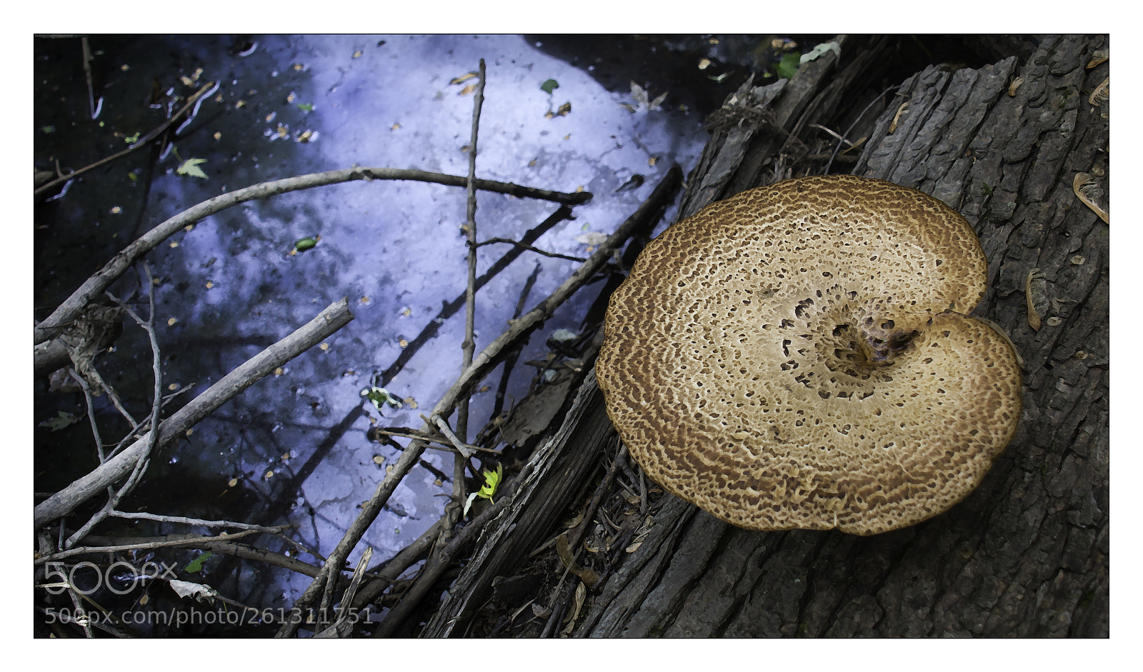 Nikon D800 sample photo. Edit photography