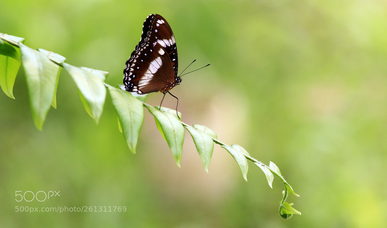 Canon EOS 60D sample photo. Butterfly photography