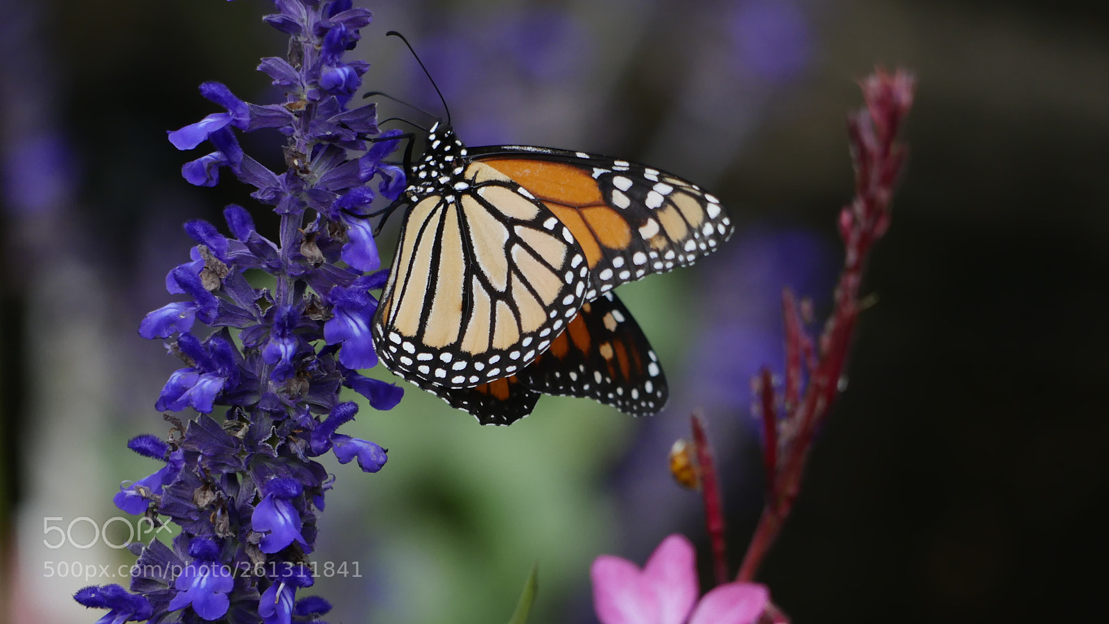 Panasonic Lumix DMC-GH4 sample photo. Bnb photos photography
