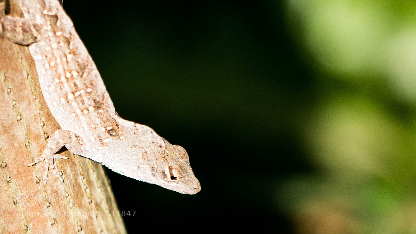 Panasonic Lumix DMC-GH4 sample photo. Bnb photos photography