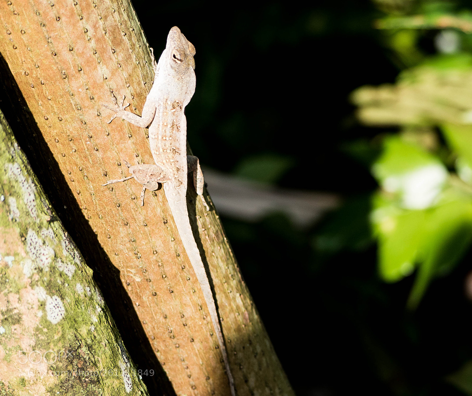 Panasonic Lumix DMC-GH4 sample photo. Bnb photos photography
