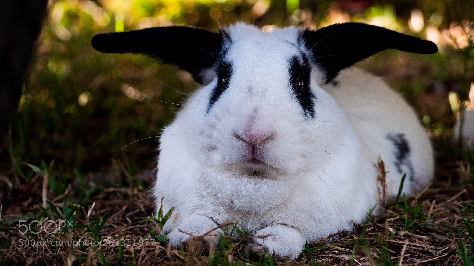 Panasonic Lumix DMC-GH4 sample photo. Bnb photos photography
