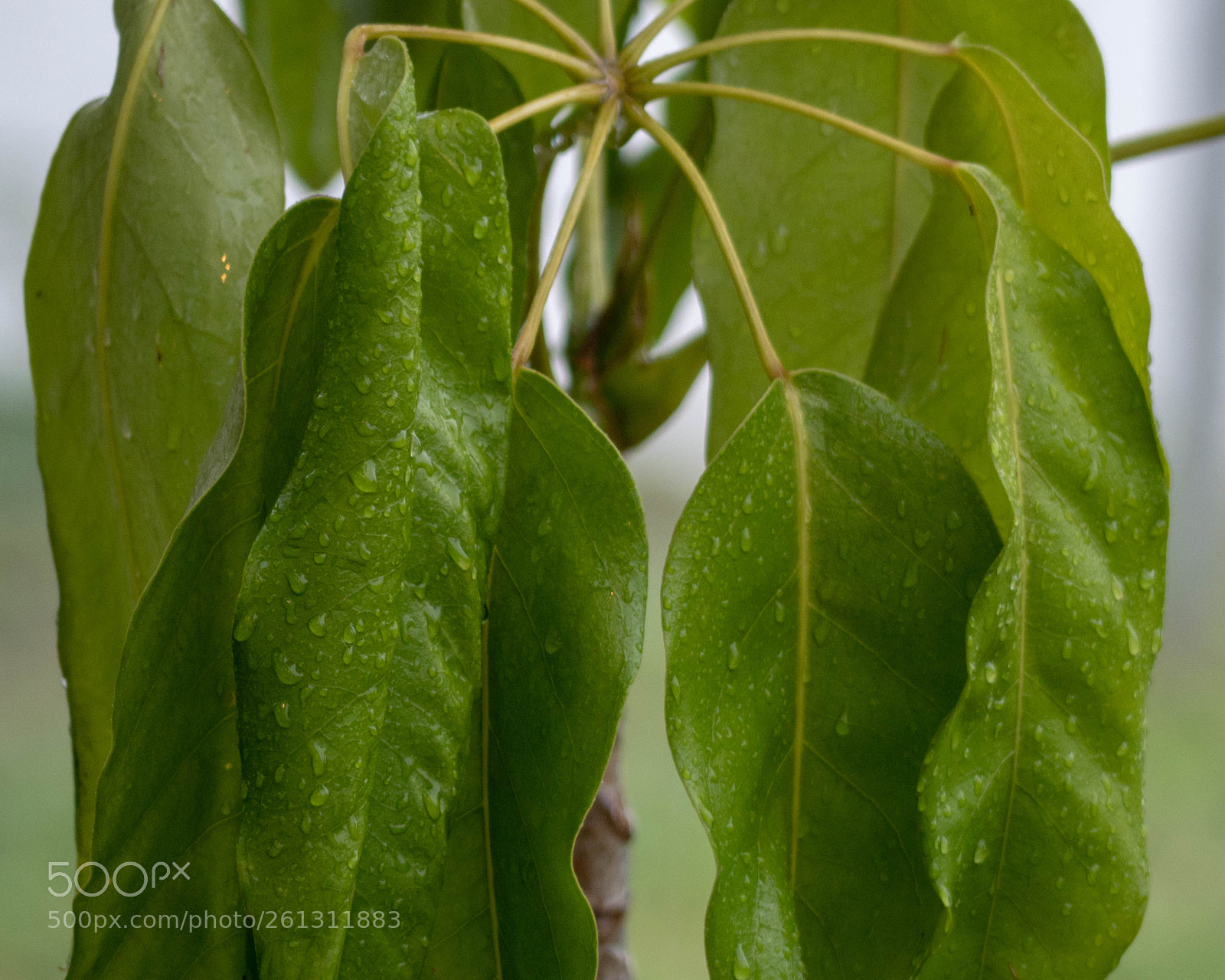 Panasonic Lumix DMC-GH4 sample photo. Bnb photos photography