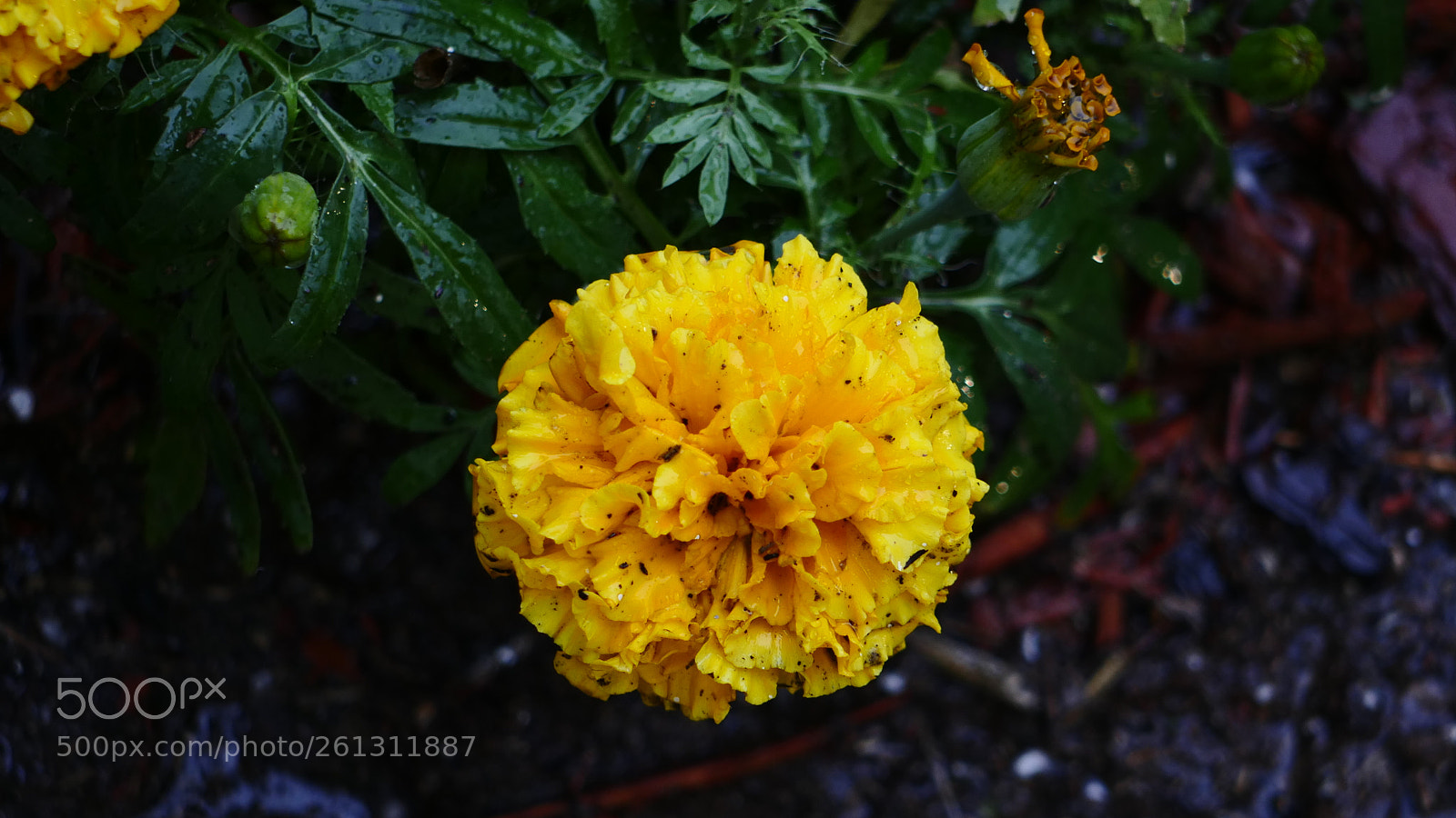 Panasonic Lumix DMC-GH4 sample photo. Bnb photos photography